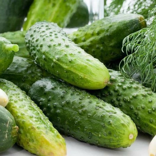 Boston Pickling Cucumber Seeds – Non-GMO Heirloom Cucumis sativus for Home Gardening, Vining, Pack of 50 Seeds