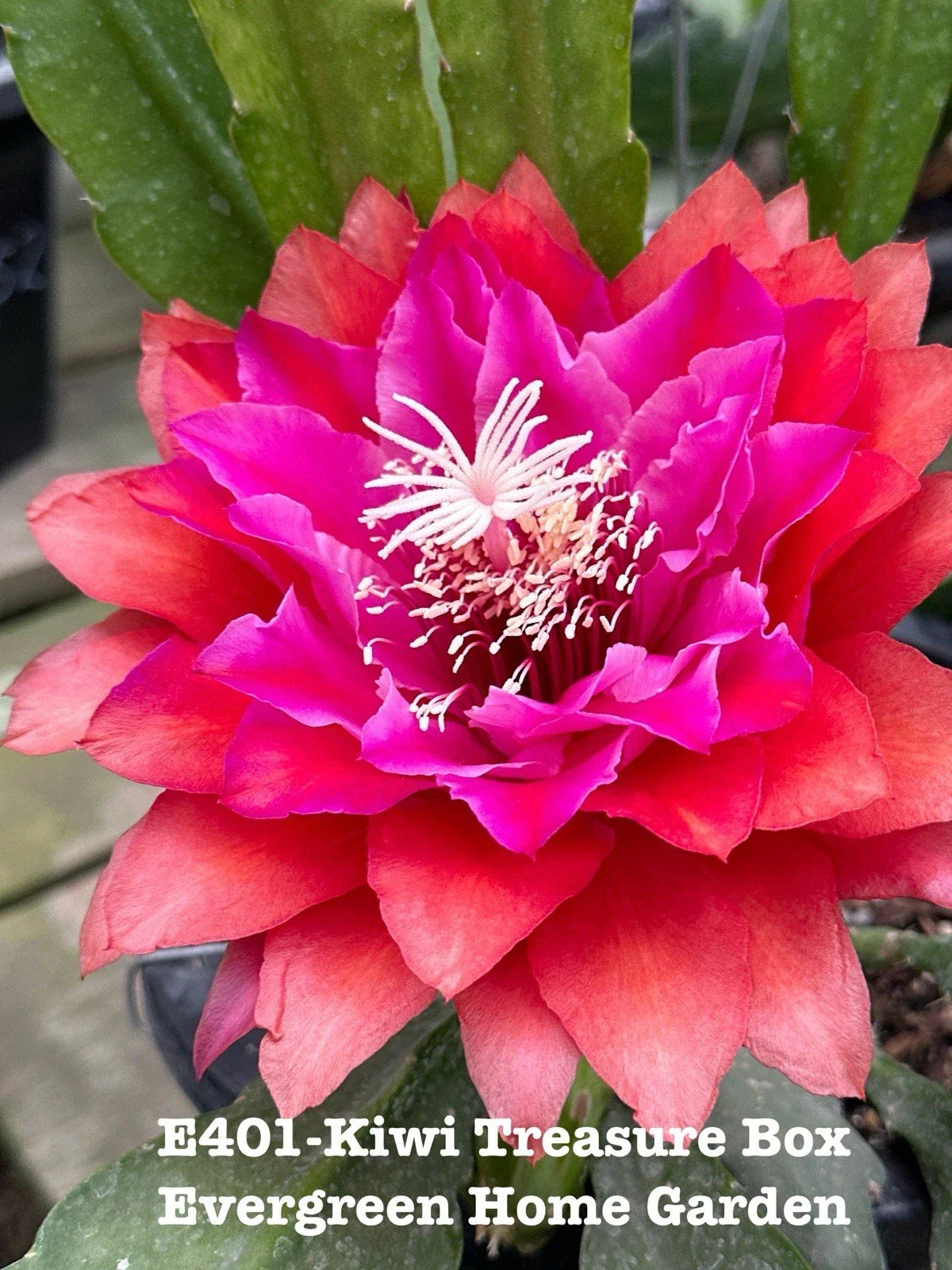 Epiphyllum Orchid Cactus Plant 4” Starter Pot Kiwi Treasure Box - Indoor Succulent with Cascading Foliage, Easy Care, Unique Houseplant