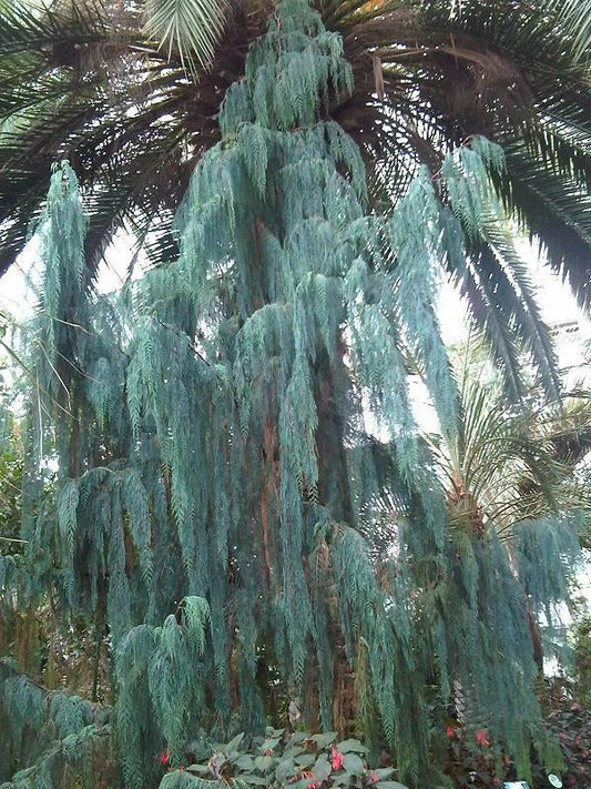 Kashmir Cypress Seeds 30 Pack - Cupressus cashmeriana Evergreen Tree for Landscaping & Gardens