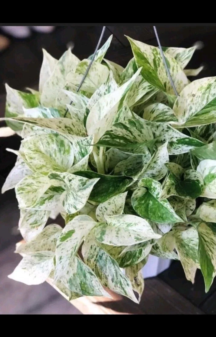 Marble Pothos Cuttings 4 Pack - Epipremnum aureum 'Marble Queen' - Unique Variegated Leaf Patterns for Propagation