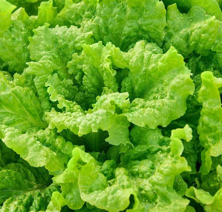 Black Seeded Simpson Lettuce Seeds – Organic Leafy Greens for Garden Salad – Lactuca sativa – 1000+ Seeds