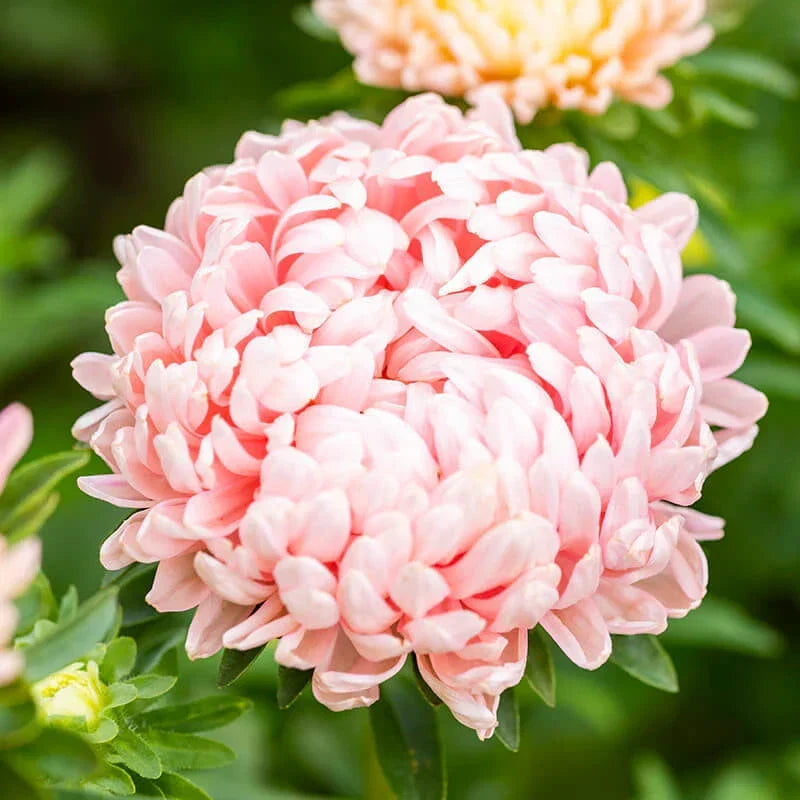 Peony Seeds Duchess Apricot Variety, 50-1,000 Seeds, Vibrant Flowers, Attracts Pollinators, Garden Border & Cut Flower, Paeony