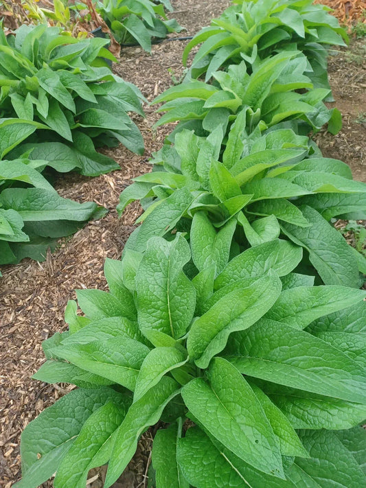 Live Root Cuttings - Bocking 14 Russian Comfrey Symphytum × uplandicum Herb for Soil Fertility & Permaculture (10 Pack)