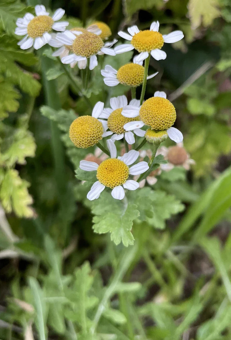 Feverfew Bareroot Plant – Tanacetum parthenium – Medicinal Herb for Headache Relief and Natural Remedies