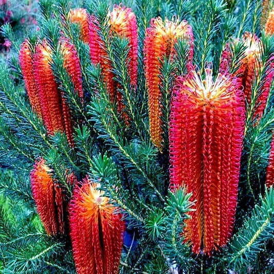 Lantern Fireworks Tree Seeds - 10 Pack, Banksia ericifolia "Little Eric" Rare Flowering Seeds for Native Garden, Vibrant Yellow & Orange Blooms