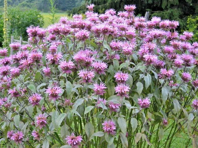 Wild Bergamot Flower Seeds - 300+ Monarda Fistulosa Perennial Lavender Pink Wildflower for Garden & Containers