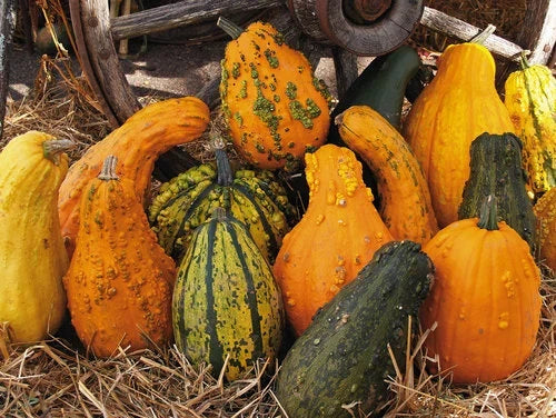 Lunch Lady Gourd Seeds - Heirloom Lagenaria siceraria for Gardening, Ornamental & Culinary Use, 20 Non-GMO Seeds