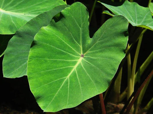 Green Taro Plant - Aquatic Marginal Bog Pond Plant - Colocasia esculenta - Live 6-inch Pot