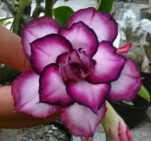 Desert Rose Seeds - 4 Double White Purple Adenium Obesum Perennial Flower Seeds for Garden Planting