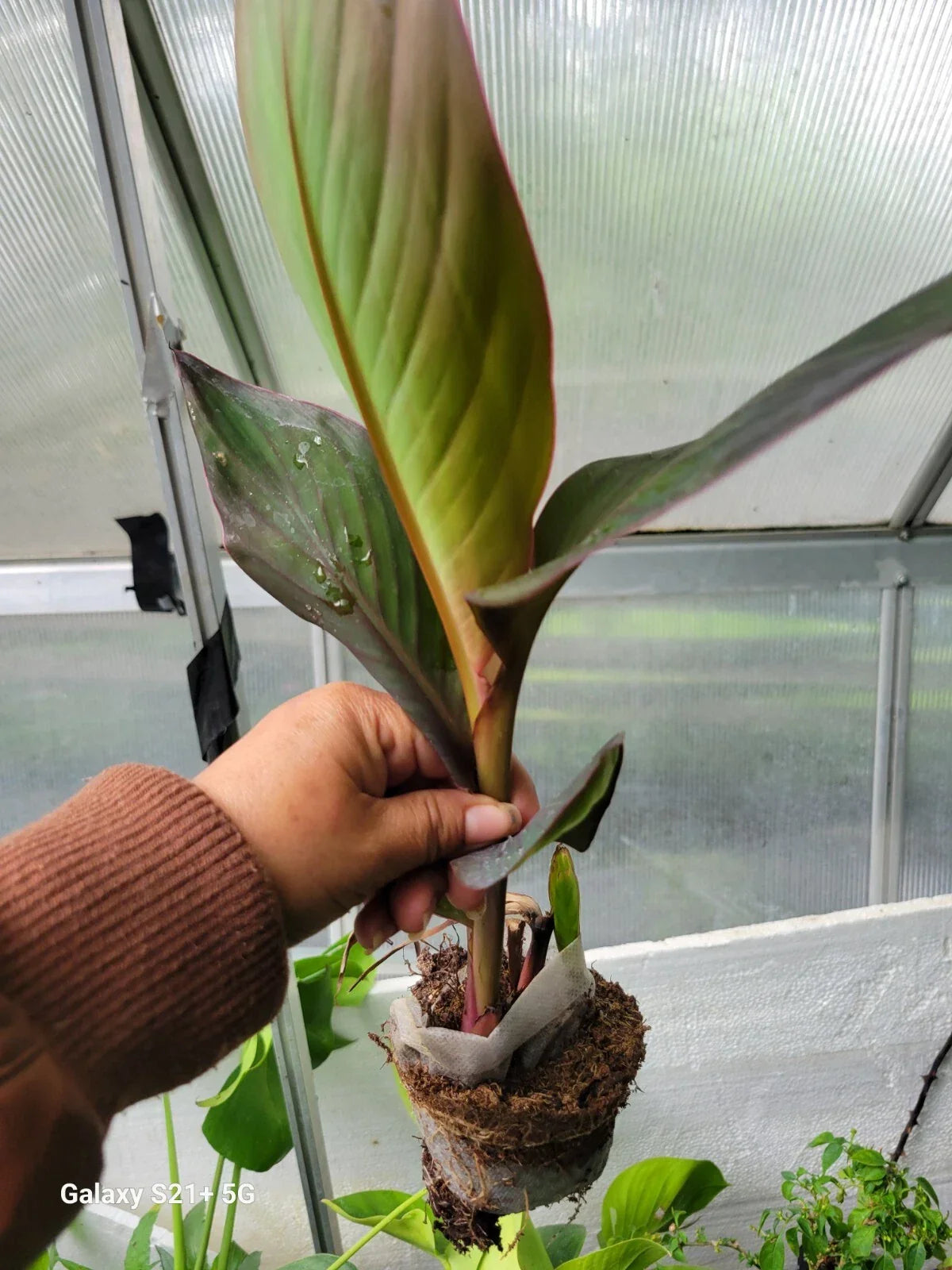 Red Canna Lily Plant 48-60" Tall with Purple Bronze Foliage Canna indica for Garden, Border, Container