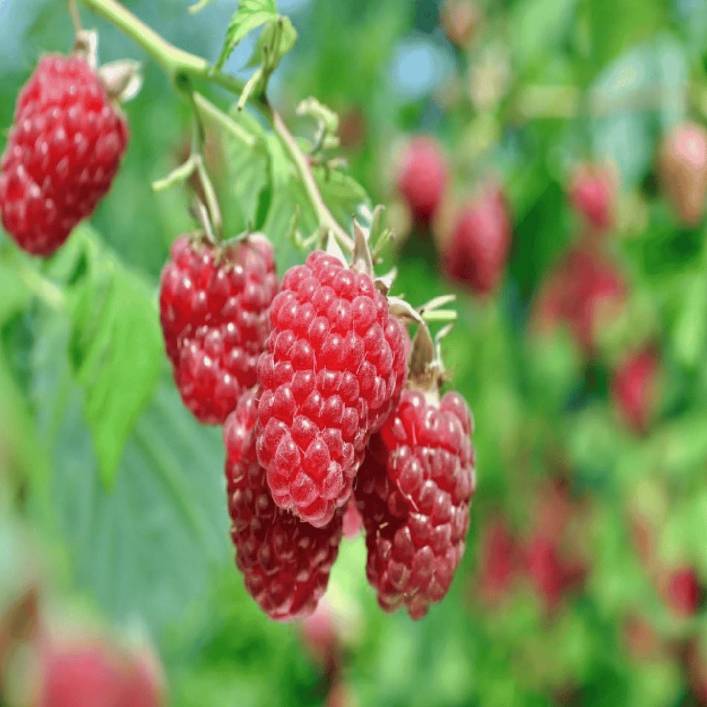 Raspberry Canes Bare Root Joan J Everbearing Rubus idaeus 1-Year-Old for Home Garden, Juicy Fruit Production
