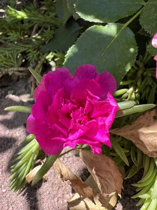 Magenta Double Bloom Cuttings | Portulaca Moss Rose | 7 Healthy Plants | Garden, Container, Sunny Spots