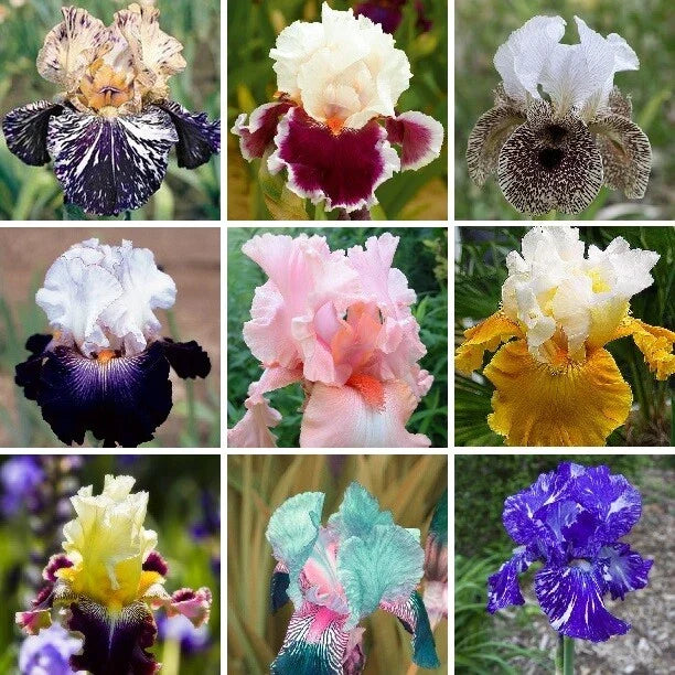 Iris Seeds - 25pcs Heirloom Mixed Varieties - Iris germanica - Perennial Flower Seeds for Garden, Borders, and Cut Flowers