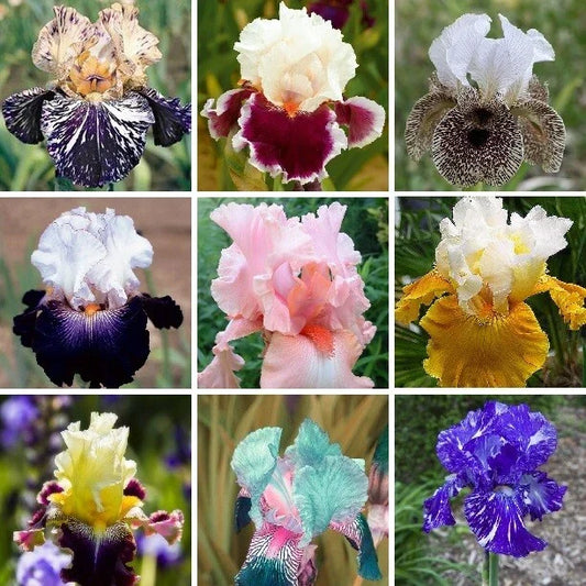 Iris Seeds - 25pcs Heirloom Mixed Varieties - Iris germanica - Perennial Flower Seeds for Garden, Borders, and Cut Flowers