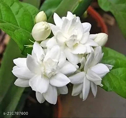 Double Petal Jasmine Live Plant 1 Gallon Pot - Fragrant Flowering Plant - Jasminum - 1 Year Old, Easy Care Garden Plant
