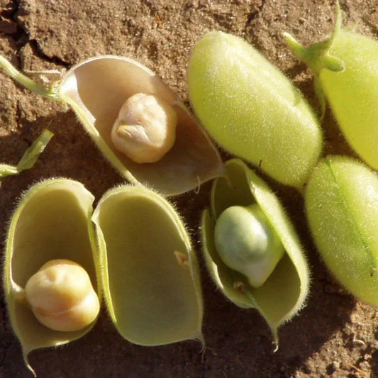 Marvel Chickpea Seeds Pack – 30+ Non-GMO Cicer arietinum for Home Garden, Container Planting, 2025 Vegetable Seeds