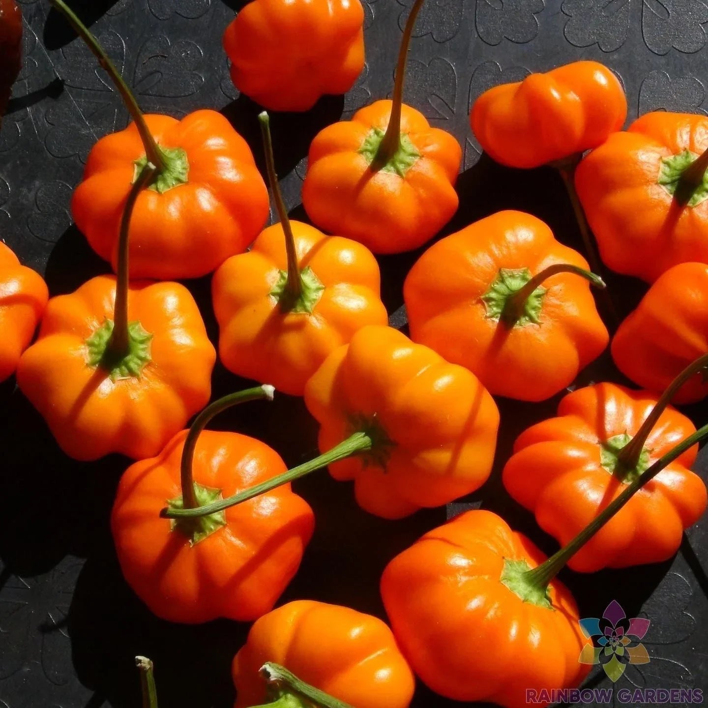 Aji Calabaza Hot Pepper Seeds - 25+ Pack, Capsicum baccatum, Non-GMO, USA Grown, Spicy Culinary, Salsas & Sauces, Seed Packet