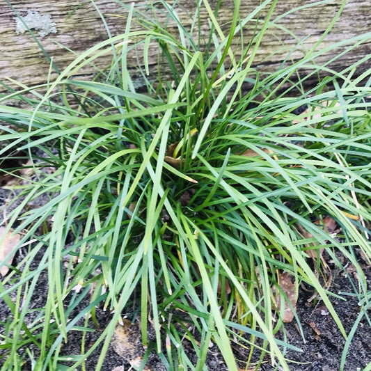 Mondo Grass Plugs 50 Count Evergreen Ground Cover Ophiopogon japonicus Bare Root for Shade Gardens