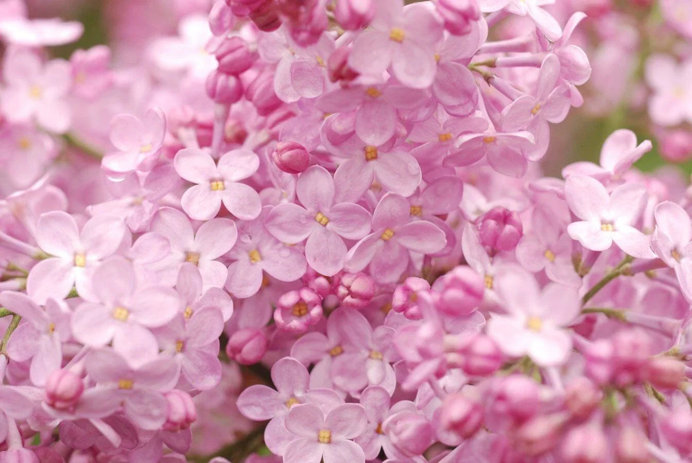 Blush Lilac Seeds - 25 Perennial Flower Seeds Syringa vulgaris Fragrant Spring Blooms for Garden, Borders, Hedges