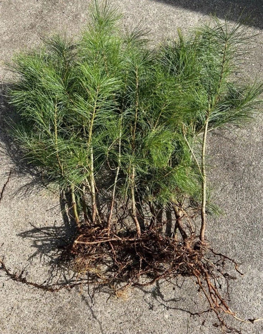 Loblolly Pine Tree Seedlings 5-10 Inches, Wild-Grown Pinus taeda, Fast-Growth Reforestation & Landscaping 10 Pack