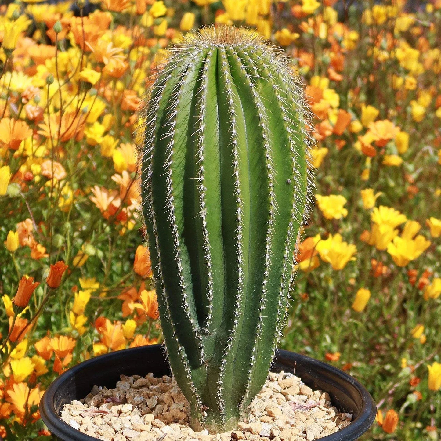 Golden Saguaro Cactus Plant – Live Succulent, Indoor/Outdoor Decor, Neobuxbaumia polylopha