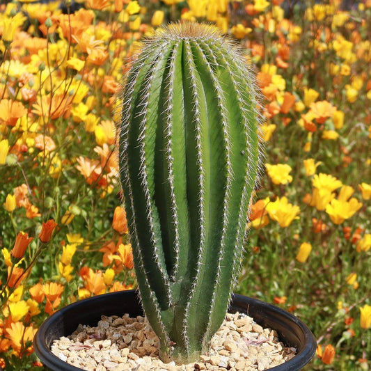 Golden Saguaro Cactus Plant – Live Succulent, Indoor/Outdoor Decor, Neobuxbaumia polylopha