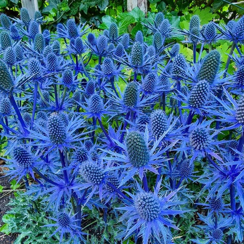 Blue Sea Holly Seeds - 200+ Eryngium planum for Garden, Border, Rock Garden, Pollinator Attracting, Full Sun, Easy to Grow