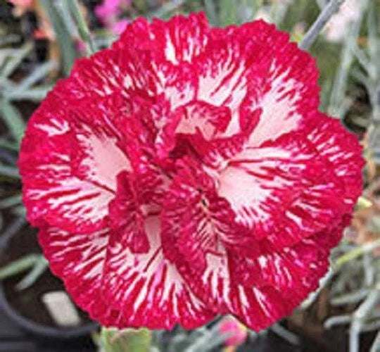 Audrey Robinson Carnation Seeds - 100 Pack, Dianthus caryophyllus Perennial Flowers for Garden Beds & Borders