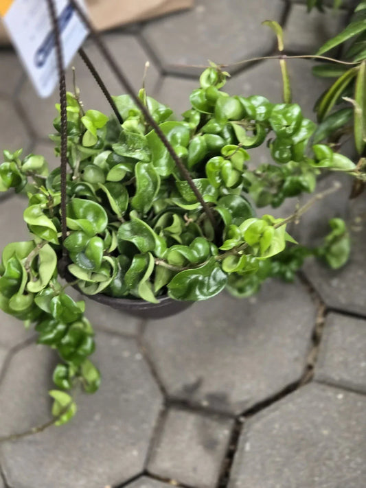 Hoya Hindu Rope Plant Cutting - Wax Plant, Hoya carnosa var. compacta, Indoor Houseplant, Trailing Greenery, Propagation Ready