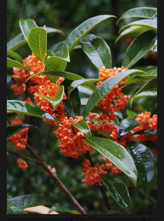 Osmanthus fragrans Beni Kin Mokusei Red Sweet Tea Olive Rooted Starter Plant for Garden, Hedge, or Container