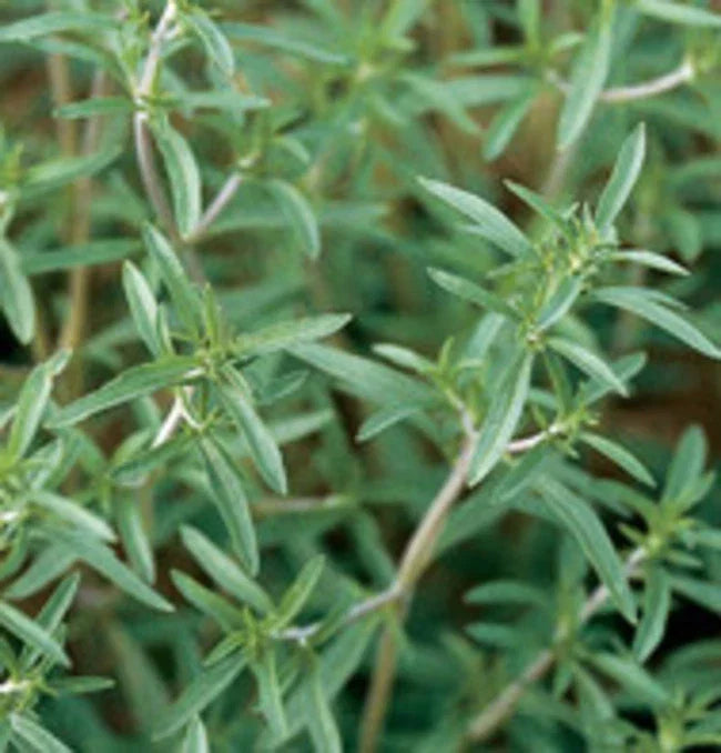 Summer Savory Herb Seeds - 500+ Satureja hortensis Culinary Seeds for Cooking & Gardening