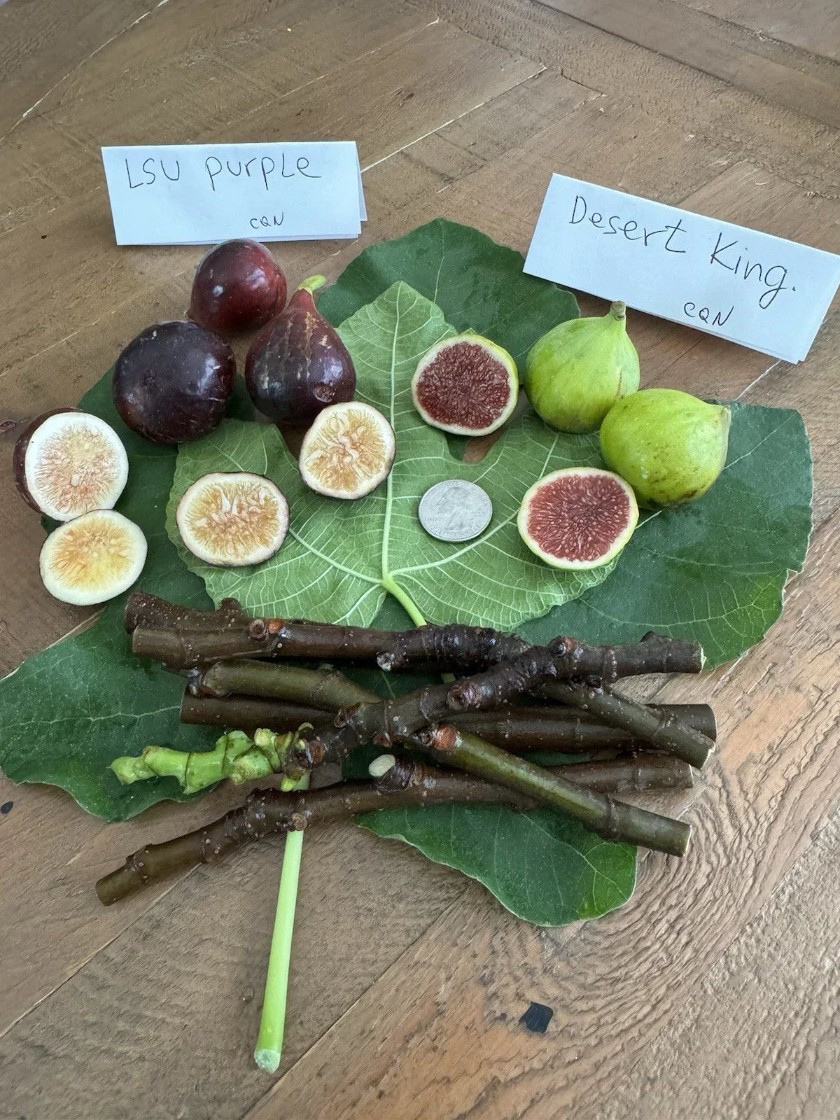 Fig Cuttings 6 Pack LSU Purple & Desert King Ficus carica for Garden or Indoor Growing