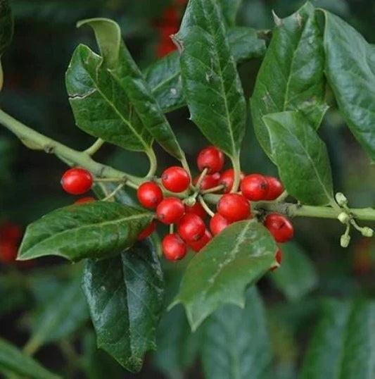 Nellie Stevens Holly Seedling Sapling Privacy Hedge Bush Ilex x attenuata 'Nellie Stevens' Evergreen Shrub