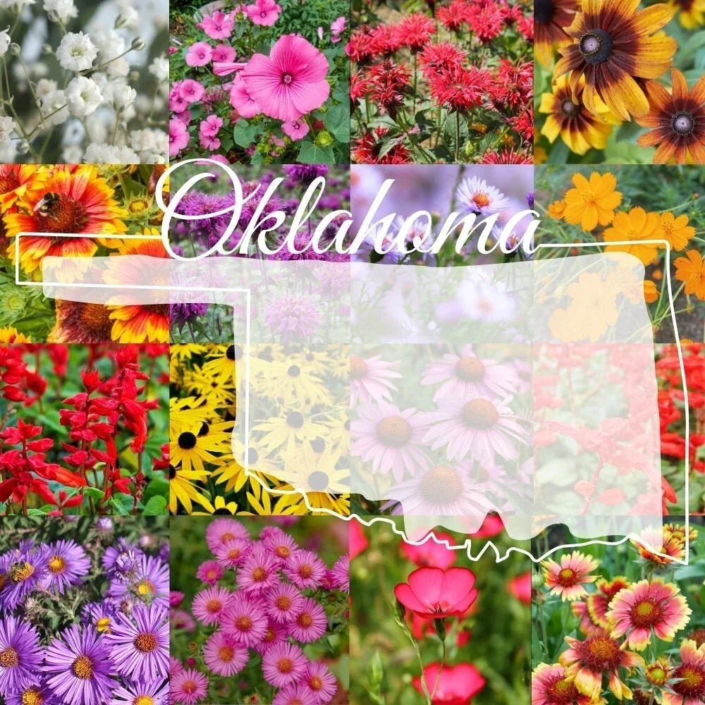 Bulk Wildflower Seed Mix 1/4LB Eastern Oklahoma Native Wildflowers for Pollinators, Covers 500 sq ft, Non-GMO, Easy to Sow