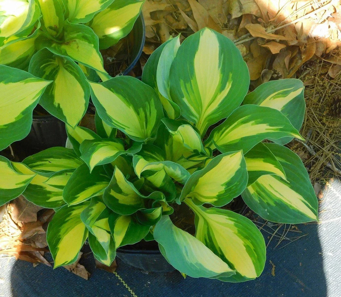 Vulcan Hosta Plants - Potted Perennial Shade Plant with Variegated Green Leaves - Hosta 'Vulcan'