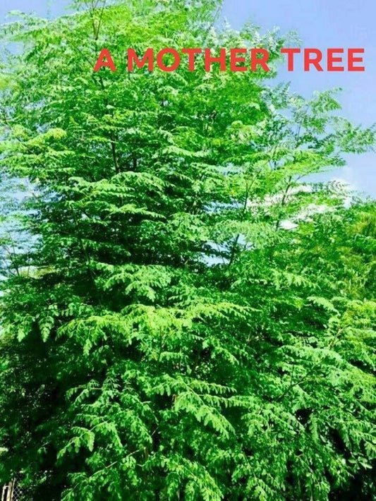Moringa Oleifera Cutting 24 Inches Tropical Edible Tree Miracle Tree of Life Stem Drumstick Plant
