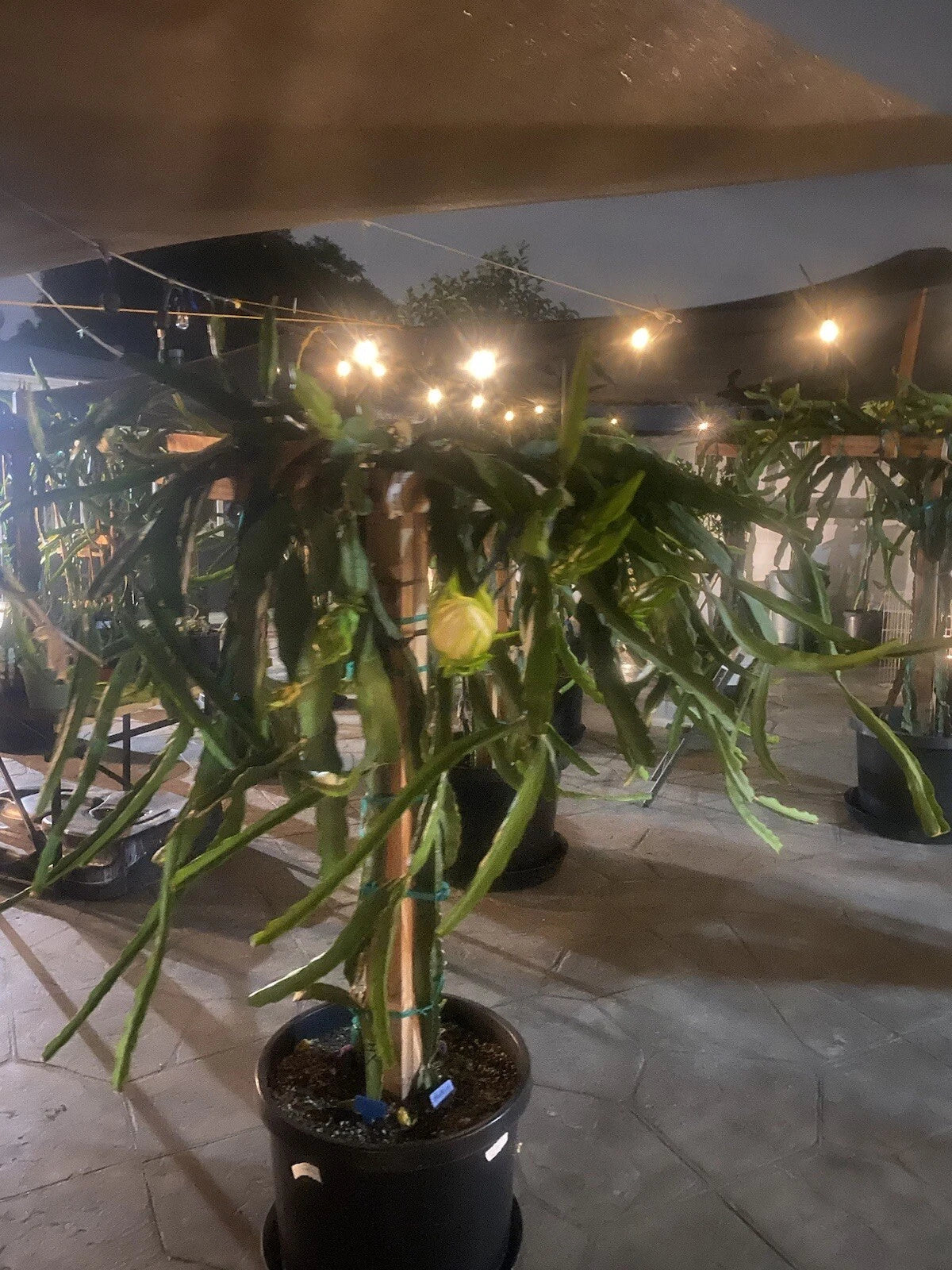 Dragon Fruit Cuttings 8-10 Inches Long, Pitaya Variety, Hylocereus undatus, Propagation Pack for Garden and Container Planting