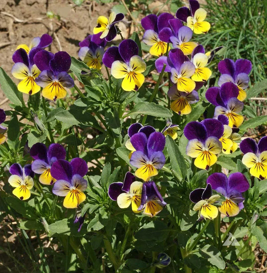 Johnny Jump-Up Seeds - Viola tricolor - Fragrant Non-GMO Pack of 1000