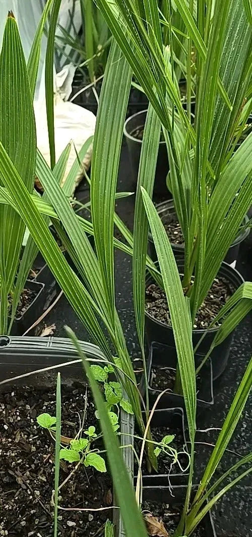 Medjool Date Palm Seedling 3.5" Pot, Phoenix Dactylifera, Indoor Outdoor, Drought-Resistant, Exotic Garden Plant