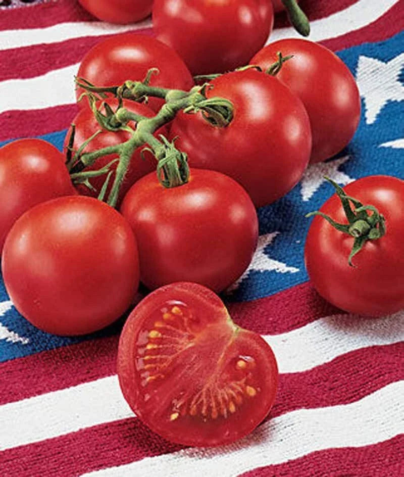 42 Day Tomato Seeds Packet – Fastest Ripening Solanum lycopersicum, High Yield, Disease-Resistant, Indoor & Outdoor Gardening
