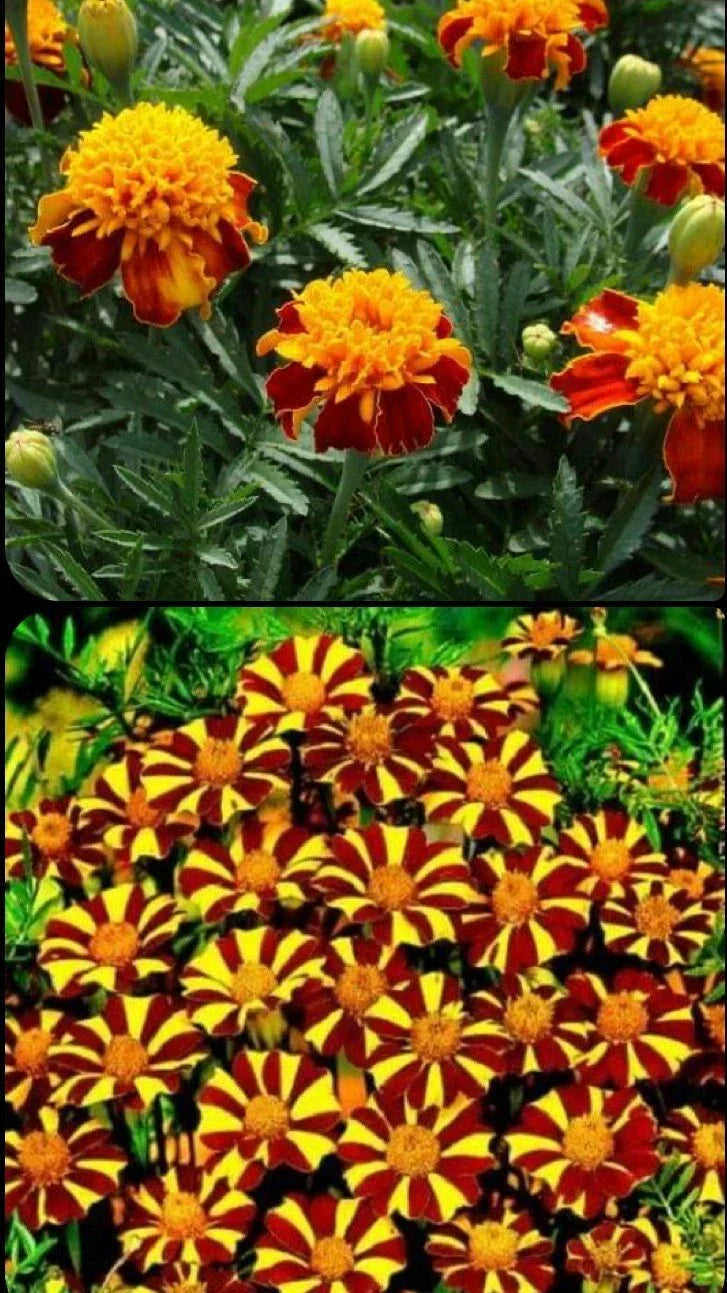 French Marigold Seeds Mix - Tagetes patula - Non-GMO Flower Seeds for Borders & Containers - 200 Seeds