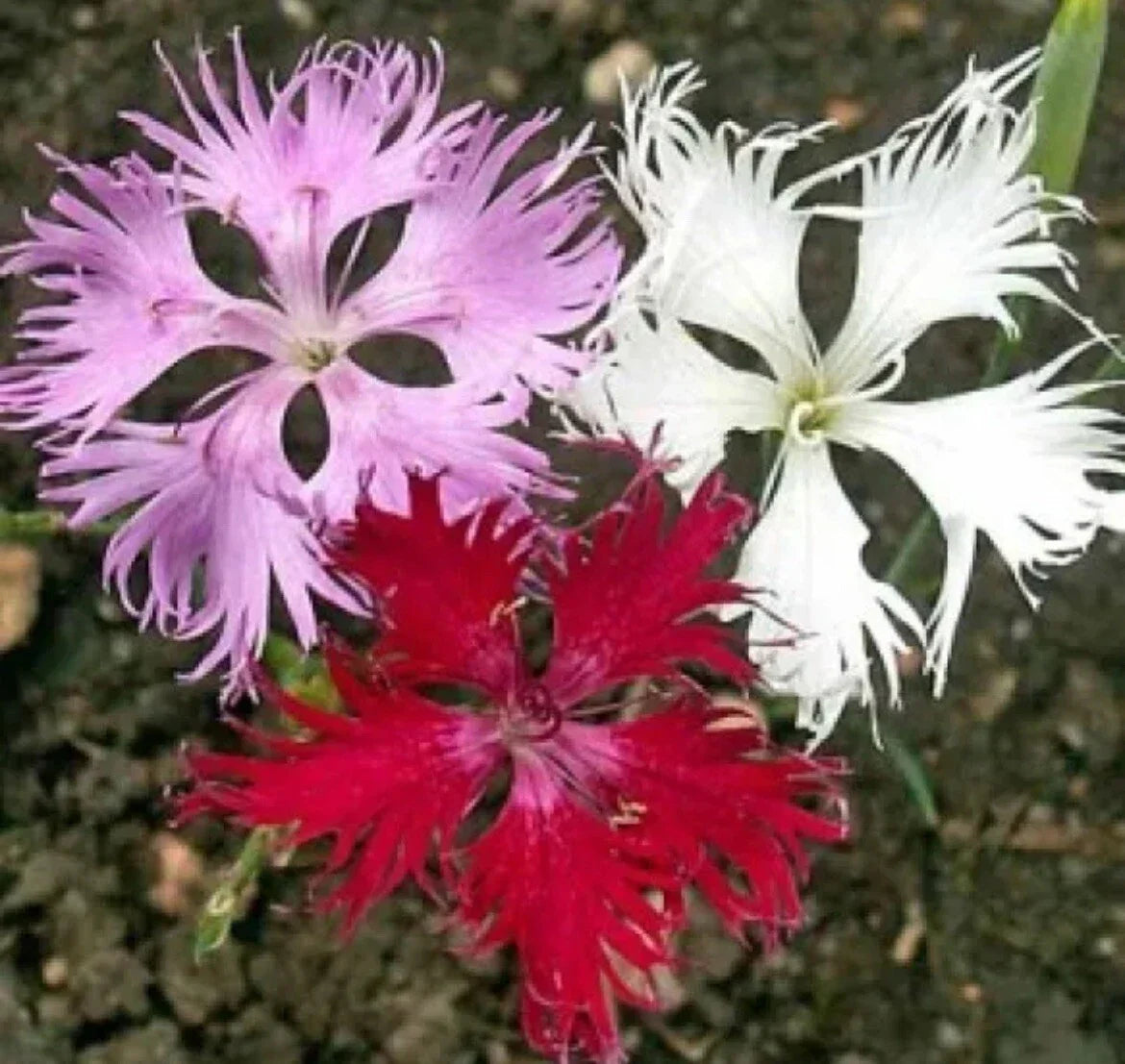 Dianthus Seeds - 100 Fringed Pinks Pink Flowers - Easy to Grow Garden Seeds - Dianthus plumarius - US Free Shipping