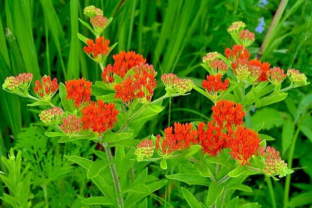 Milkweed Seeds 100 Pack, Orange Butterfly Weed, Asclepias Tuberosa, USA Grown, Pollinator Friendly, Easy to Grow