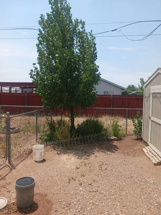 Hybrid Poplar Live Tree Cuttings – Qty. 12 Cottonless Cottonwood, Populus deltoides x nigra, Fast-Growing Privacy Screen & Windbreak