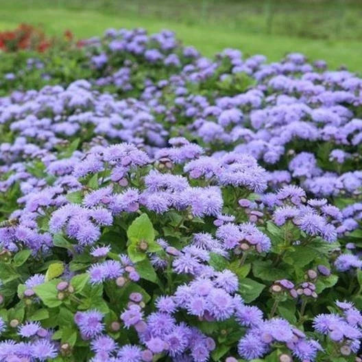 Ageratum Dondo Blue Seeds – 500 Non-GMO Floss Flower Seeds for Monarch Butterflies, Blue Flowers, Easy to Grow, Garden Borders & Containers