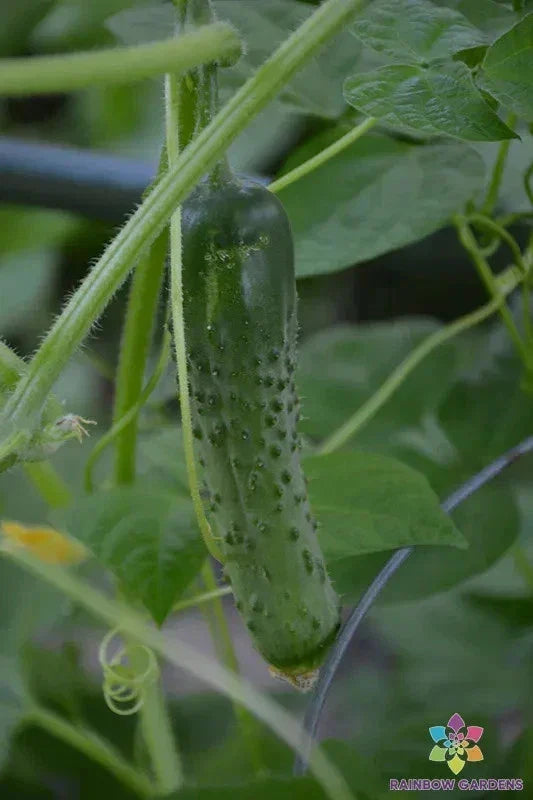 Cucino Persian Cucumber Seeds - 25+ Pack, Non-GMO, Cucumis sativus, for Home Garden, Patio & Container Growing