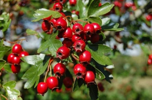 Hawthorn Live Plant - Rooted 4" Pot - Crataegus Monogyna - Hardy Shrub for Landscaping & Gardens