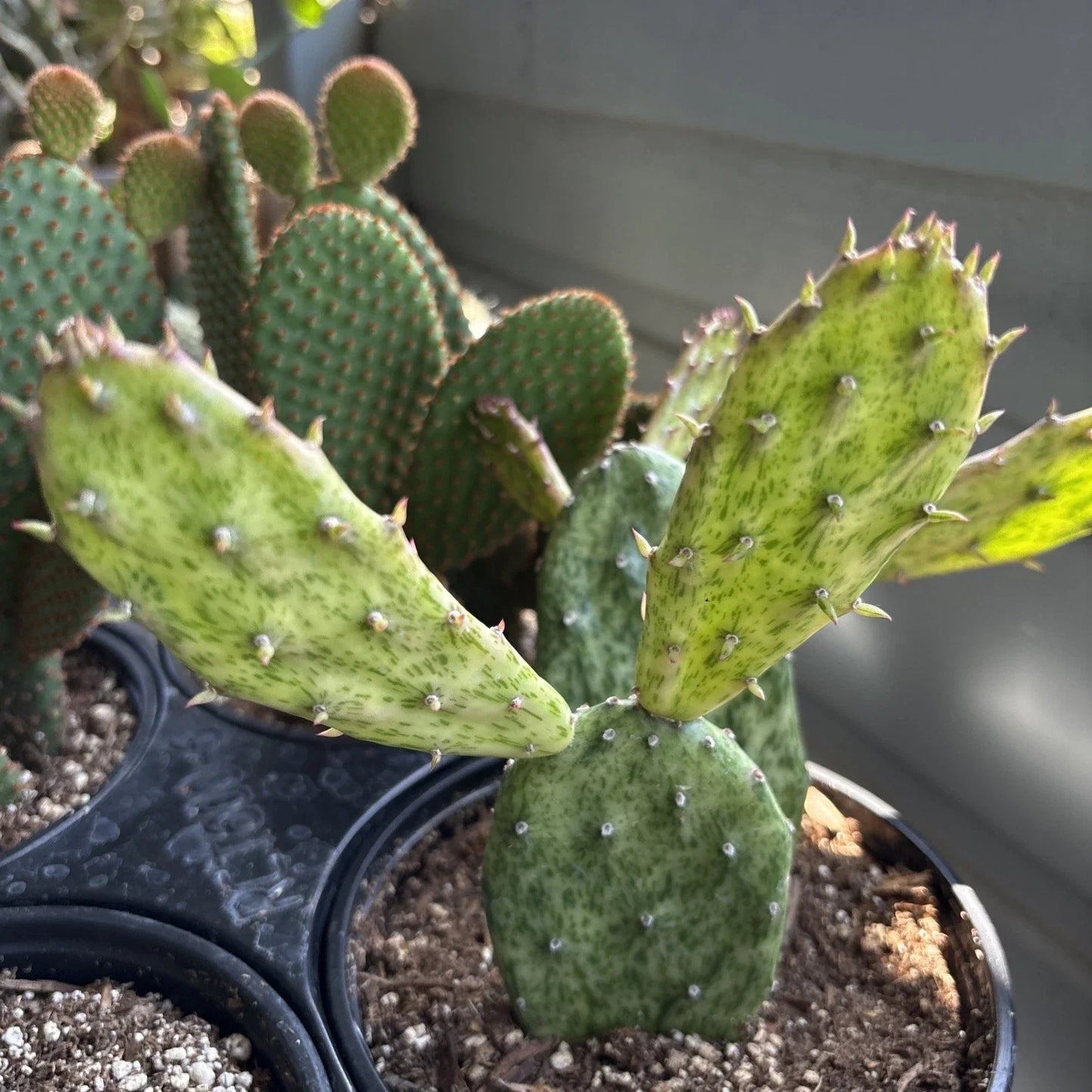 Rare Variegated Opuntia Cochenillifera Succulent Plant in 6" Pot – Variegated Prickly Pear Cactus for Indoor & Outdoor Gardening