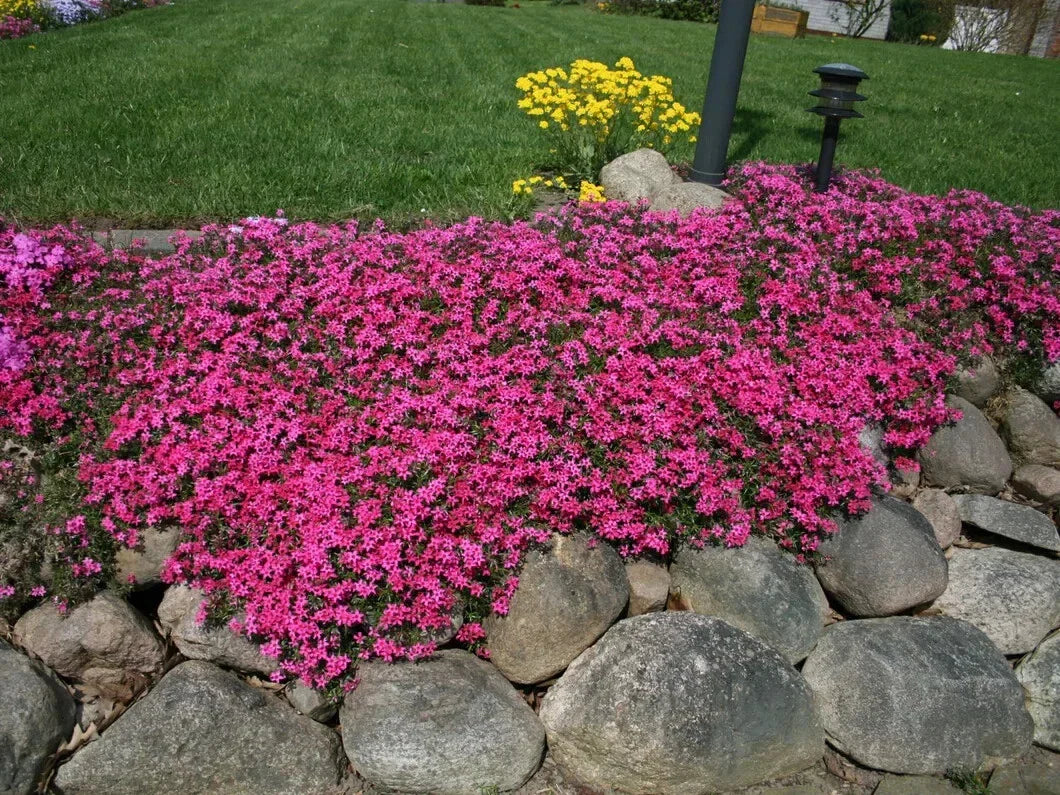 Scarlet Flame Creeping Phlox Seeds - 100+ Non-GMO Ground Cover for Gardens, Rock Borders, Containers - Phlox subulata