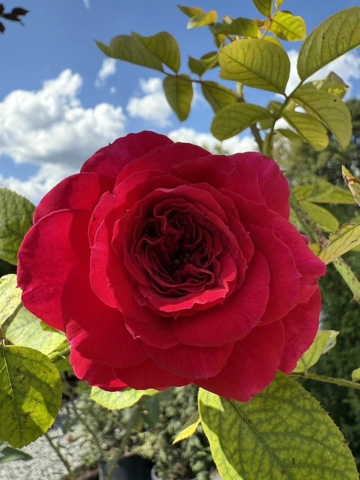 Fragrant English Climber Rose Cuttings – Unrooted Shrub Rose for Gardens & Landscapes – Ausmove Rosa spp.